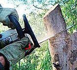 Best Stump Grinding and Removal  in Madisonville, TX